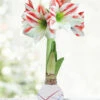 Menu Backyard BBQ Picasso Waxed Amaryllis -plant shop 92440 backyard bbq waxed amaryllis