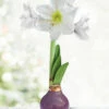 Menu Royal Blooms Waxed Amaryllis -plant shop 92441 royal blooms waxed amaryllis