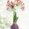 Menu Spring Is In The Air Waxed Amaryllis -plant shop 92442 spring is in the air waxed amaryllis