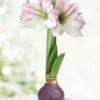 Menu Peaceful Purple Waxed Amaryllis 2 Menu Peaceful Purple Waxed Amaryllis -plant shop 92443 peaceful purple waxed amaryllis