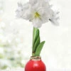 Menu Merry And Bright Waxed Amaryllis 1 Menu Merry And Bright Waxed Amaryllis -plant shop 92452 merry and bright
