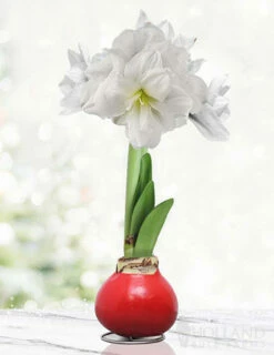 Menu Merry And Bright Waxed Amaryllis