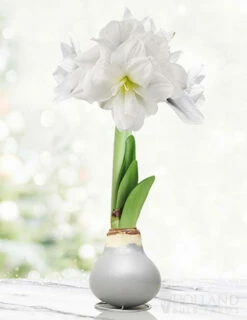Menu Sparkle And Shine Waxed Amaryllis