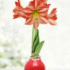 Menu Yuletide Waxed Amaryllis 2 Menu Yuletide Waxed Amaryllis -plant shop 92455 yuletide