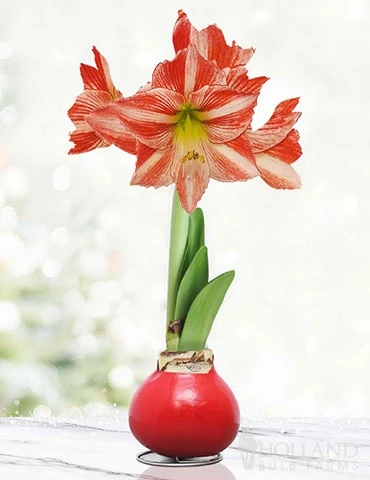 Menu Yuletide Waxed Amaryllis 3 Menu Yuletide Waxed Amaryllis
