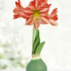 Menu Holiday Traditions Waxed Amaryllis -plant shop 92457 holiday traditions