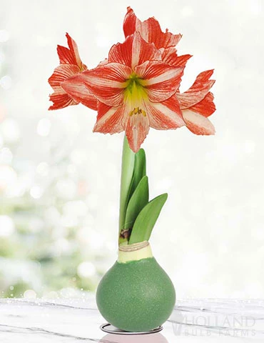 Menu Holiday Traditions Waxed Amaryllis 3 Menu Holiday Traditions Waxed Amaryllis