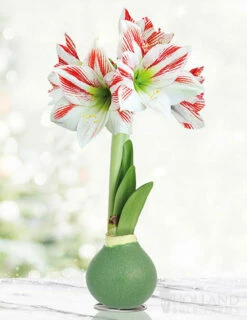 plant shop 28 Menu Blooming Fields Waxed Amaryllis