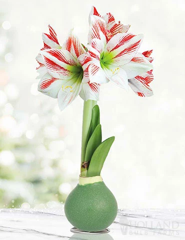 Menu Blooming Fields Waxed Amaryllis 2 Menu Blooming Fields Waxed Amaryllis