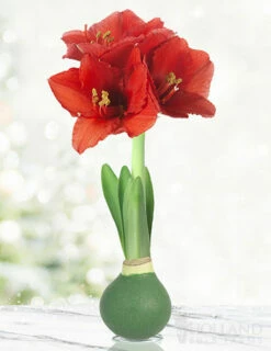 Menu Rolling Meadows Waxed Amaryllis