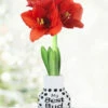 Menu My Best Bud Sweater Amaryllis 1 Menu My Best Bud Sweater Amaryllis -plant shop Best Bud 370 480 full grown logo