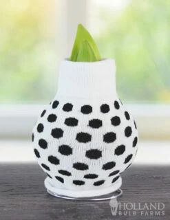 Menu My Best Bud Sweater Amaryllis 9 Menu My Best Bud Sweater Amaryllis -plant shop Best Bud BACK 370 480 bulbs logo