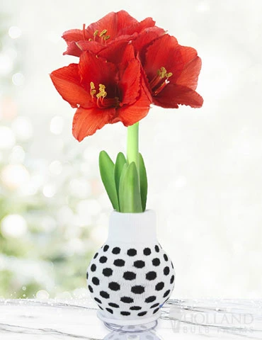 Menu My Best Bud Sweater Amaryllis 5 Menu My Best Bud Sweater Amaryllis - Image 3