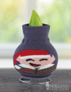 Menu Santa's Buddy Sweater Amaryllis -plant shop Elf 370 480 bulbs logo