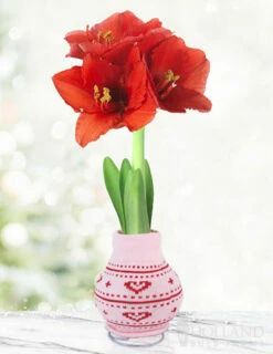 Menu Heart's Delight Sweater Amaryllis