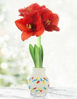 Menu Jingle All The Way Sweater Amaryllis