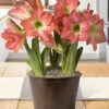 Menu Sweetheart Potted Bulb Garden -plant shop MG1001 amaryllis and tulips 2