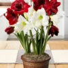 Menu Holiday Twist Potted Bulb Garden -plant shop MG1030 amaryllis