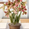 Menu Exotic Star Amaryllis Potted Bulb Garden -plant shop MG1041 exotic star amaryllis