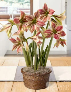 Menu Exotic Star Amaryllis Potted Bulb Garden