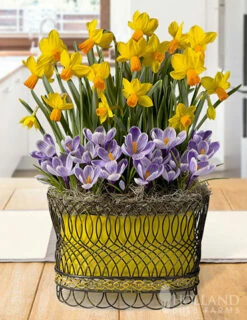 Menu Sunny Skies Potted Bulb Garden