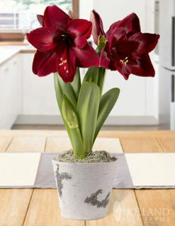 Menu Velvet Dynamite Potted Bulb Garden