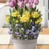 Menu Spring Songbird Potted Bulb Garden -plant shop MG1183 spring songbird bulb garden