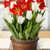 Menu Holiday Spark Potted Bulb Garden -plant shop MG1198 holiday spark potted bulb garden 4