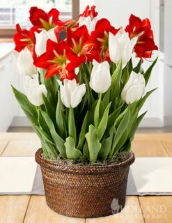 Menu Holiday Spark Potted Bulb Garden