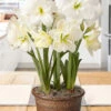 Menu Alfresco Amaryllis Trio Potted Bulb Garden -plant shop MG1383 alfresco amaryllis trio potted bulb garden 3