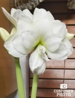 Menu White Magic Potted Bulb Garden -plant shop MG1393 white magic potted bulb garden3