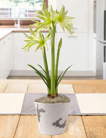 Menu Evergreen Spider Amaryllis Potted Bulb Garden 3 Menu Evergreen Spider Amaryllis Potted Bulb Garden