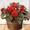 Menu Bursting Begonias Basket -plant shop MG1555 red begonias 003