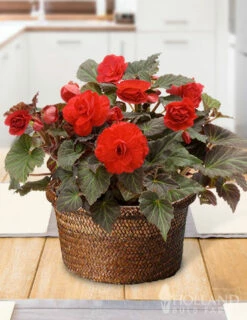 Menu Bursting Begonias Basket