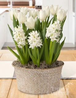 Menu Vanilla Dream Potted Bulb Garden