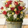 Menu Polka Dot Party Potted Bulb Garden -plant shop MG1691 hyacinths tulips daffodils 2