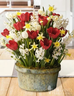 Menu Polka Dot Party Potted Bulb Garden