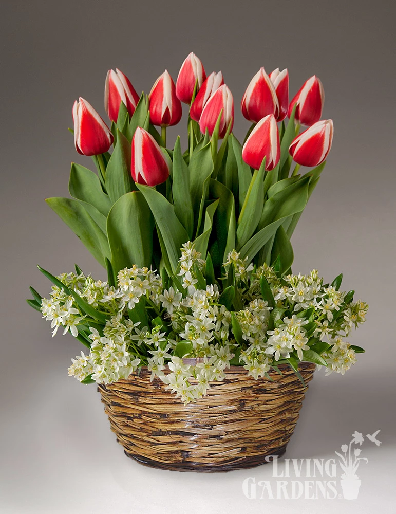 Menu Love & Adoration Potted Bulb Garden 3 Menu Love & Adoration Potted Bulb Garden