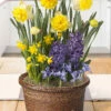 Menu Harmonious Spring Potted Bulb Garden -plant shop MG1819 harmonious spring potted bulb garden 3