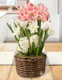 Menu Rosy Glow Potted Bulb Garden