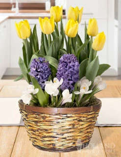 Menu Spring Treasure Potted Bulb Garden