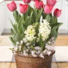 Menu Lucky In Love Potted Bulb Garden -plant shop MG1855 lucky in love potted bulb garden 3