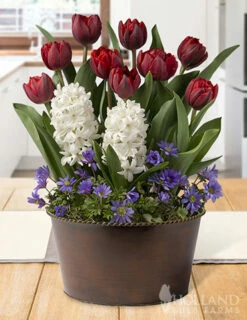 Menu Stars & Stripes Potted Bulb Garden