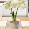 Menu Lemon Star Amaryllis Potted Bulb Garden