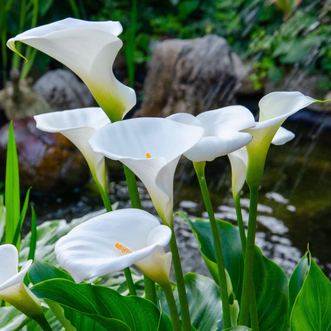 plant shop 27 plant shop -plant shop Swan Lake Calla Lily