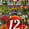 Menu 12 Month Potted Bulb Garden Subscription -plant shop bulb garden subscription images 12 month subscription
