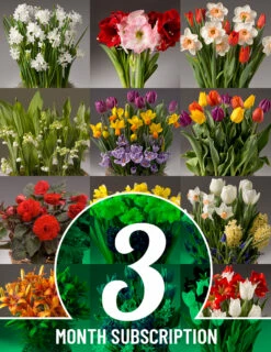 Menu 3 Month Potted Bulb Garden Subscription