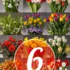 Menu 6 Month Potted Bulb Garden Subscription -plant shop bulb garden subscription images 6 month subscription