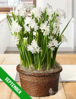 Menu 6 Month Potted Bulb Garden Subscription -plant shop fall 2019 subscription september 2