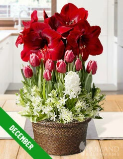 Menu 3 Month Potted Bulb Garden Subscription -plant shop fall 2022 subscription december 1